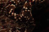 Songhor - Koliai Tappeto Persiano 305x156 - Immagine 7